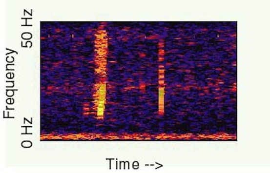 1. Bloop. Trong suốt gần 20 năm qua, Bloop  - âm thanh bí ẩn dưới đáy đại dương đánh đố nhân loại. Cụ thể, năm 1997, Cục quản lý Khí quyển và Đại dương Quốc gia Mỹ (NOAA) phát hiện âm thanh tần số thấp nhưng biên độ cao, gọi là Bloop.